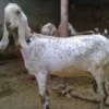 beetal goat