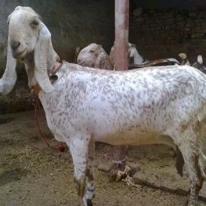 beetal goat