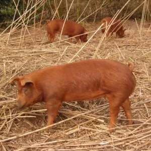 Duroc Pig