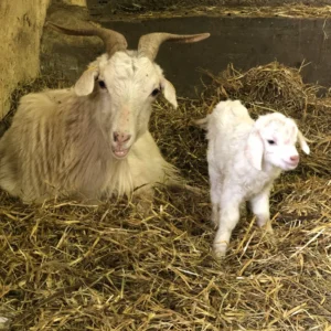 Cashmere Goats for Sale