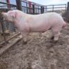 Chester White Pigs