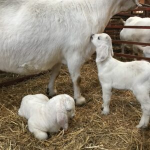 Savanna goats for sale