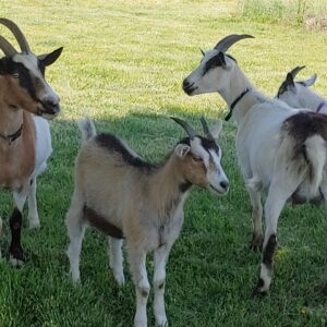 Alpine Goats