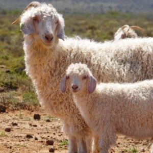 Nubian Goats for Sale
