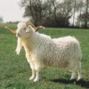 angora goats for sale