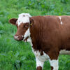 ayrshire milk cows​