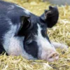 berkshire pigs