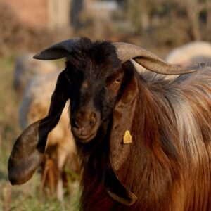 Damascus Goat