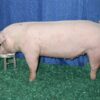 landrace pig