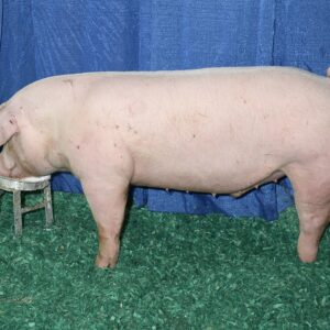 landrace pig