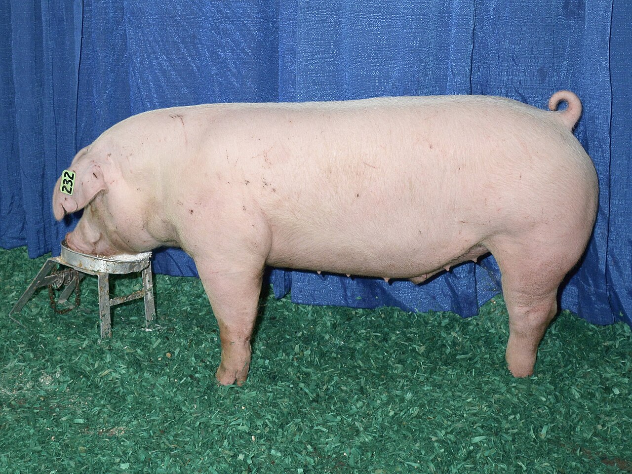 landrace pig