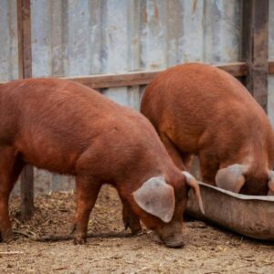 Duroc Pig