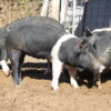 hampshire pigs