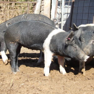 hampshire pigs