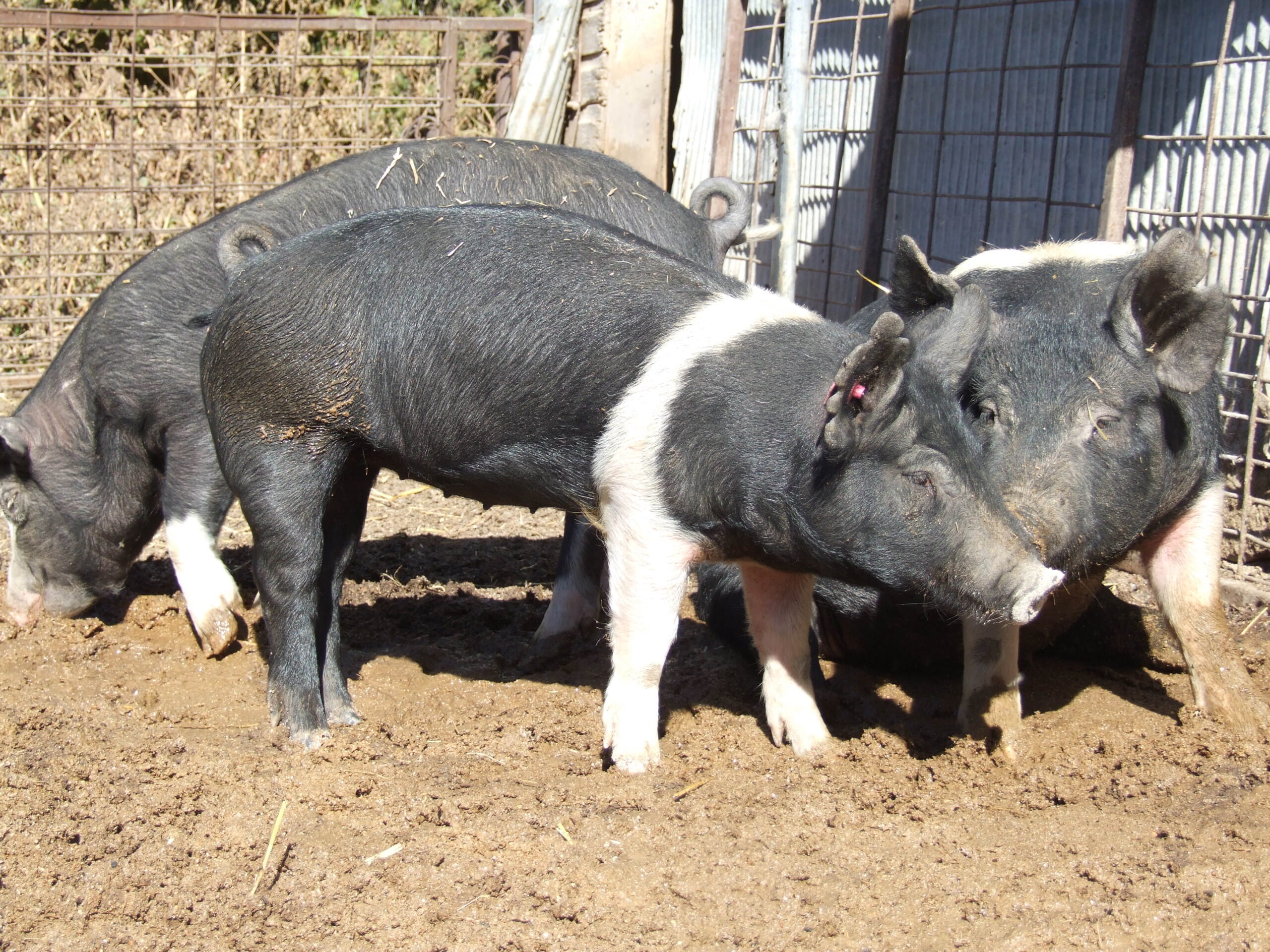 hampshire pigs