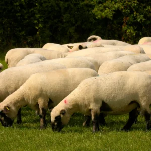 Hampshire Sheep for Sale