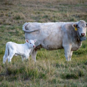 charolais cattle