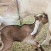 nubian goats for sale
