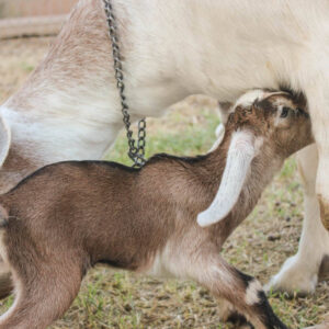 nubian goats for sale