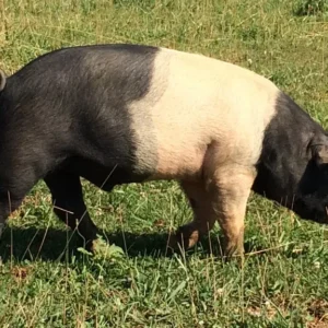 hampshire pigs
