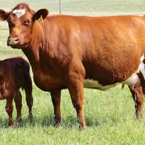 Milking Shorthorn Cattle