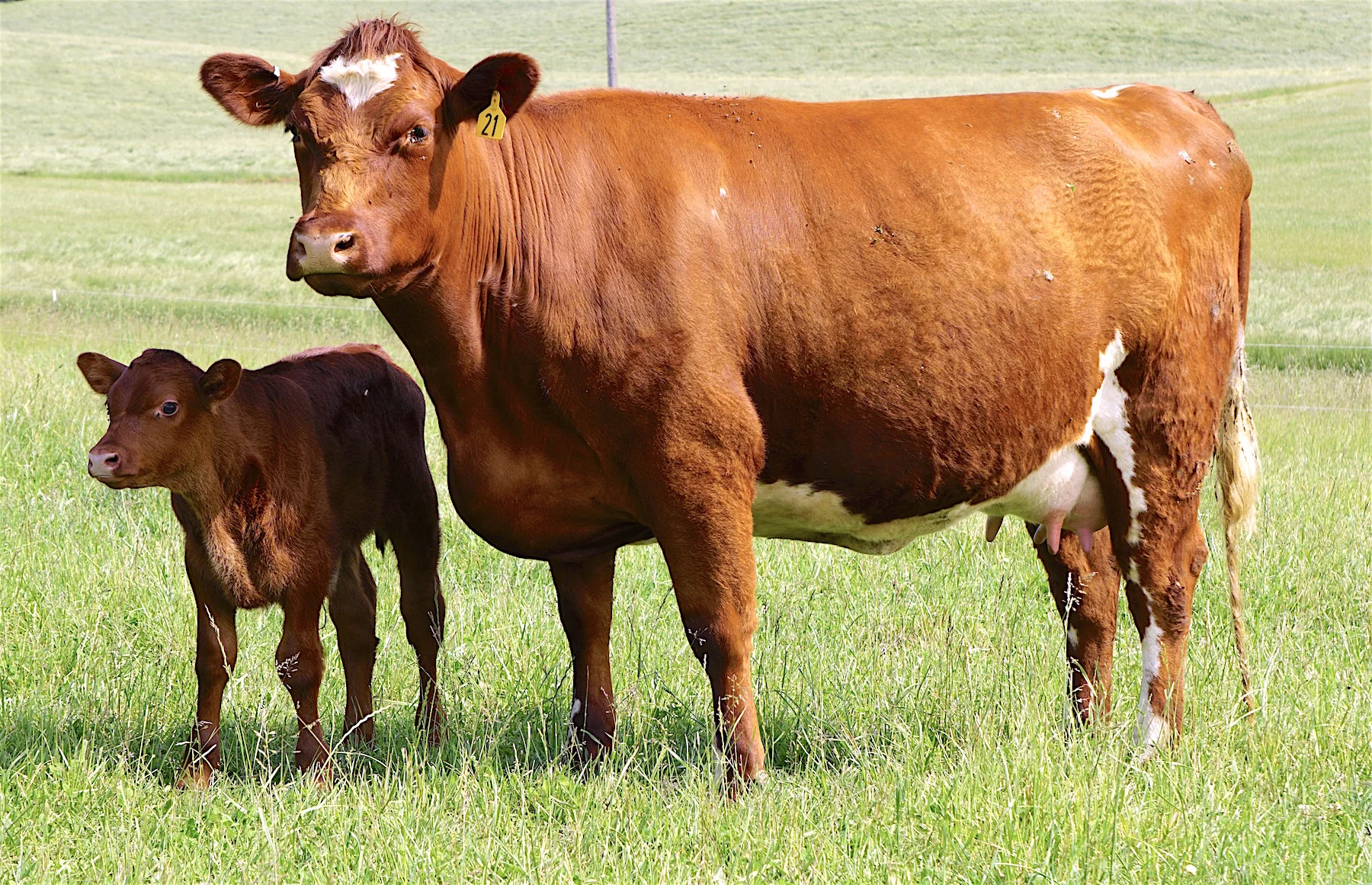 Milking Shorthorn Cattle