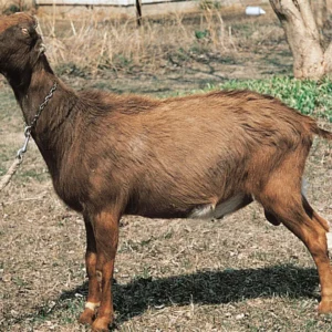 LaMancha Goat