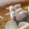 lacaune sheep