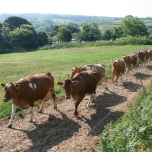 Guernsey Cows