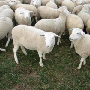 dorper sheep for sale