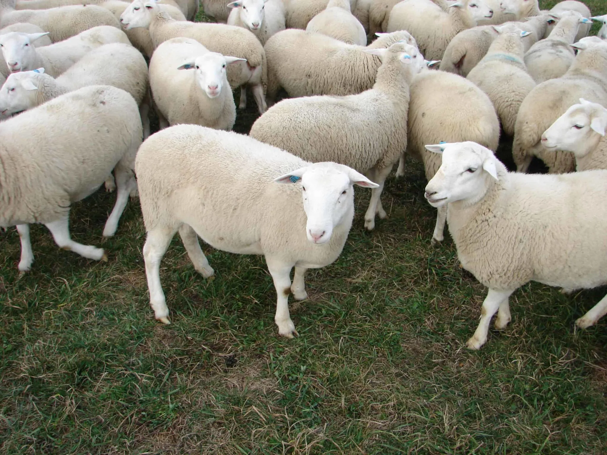 dorper sheep for sale