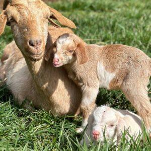 kiko goats for sale