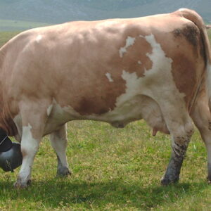 Simmental Cattle for Sale