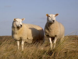 Texel sheep for sale
