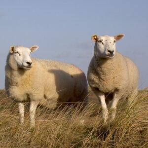 Texel sheep for sale