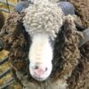 rambouillet sheep