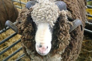 rambouillet sheep