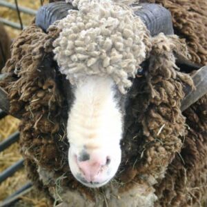 rambouillet sheep