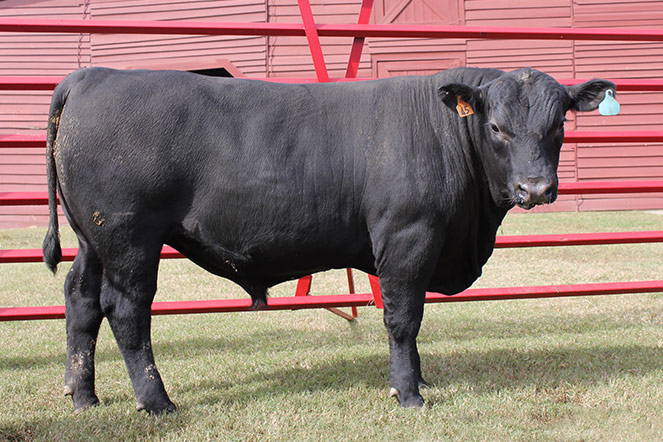 angus cattle for sale