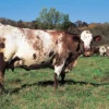 Milking Shorthorn Cattle