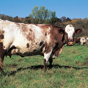 Milking Shorthorn Cattle