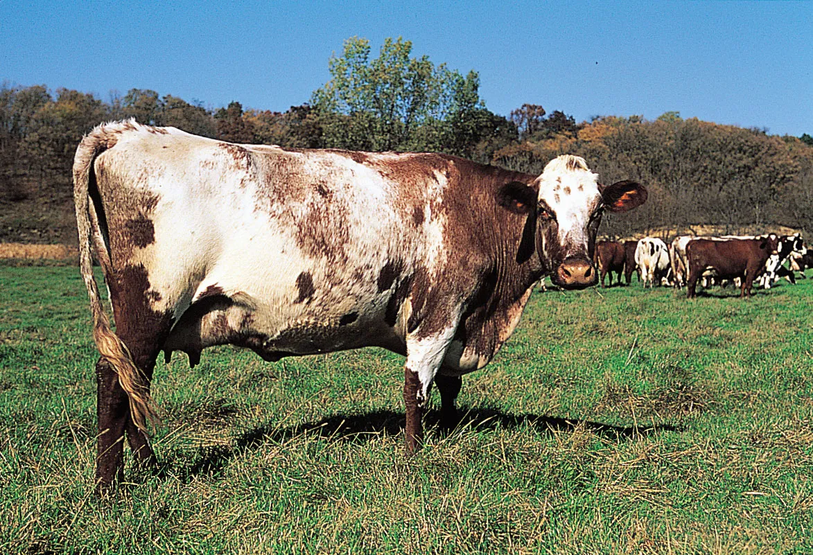 Milking Shorthorn Cattle