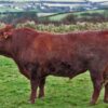 Devon Cattle for Sale