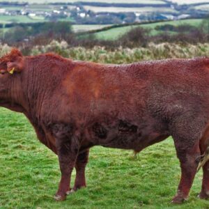 Devon Cattle for Sale