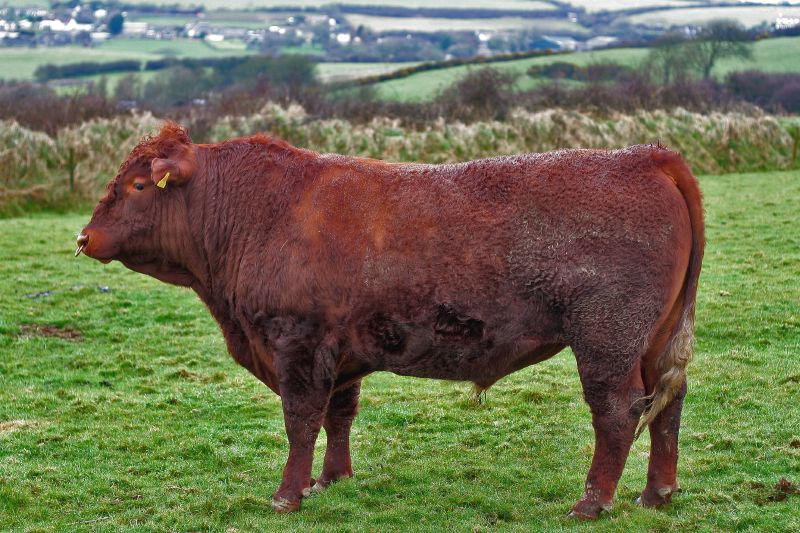 Devon Cattle for Sale