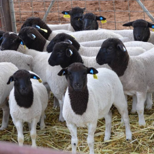 dorper sheep for sale