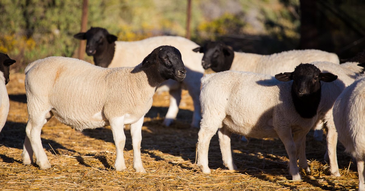 dorper sheep for sale