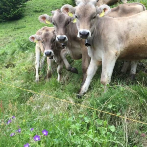 brown swiss cow