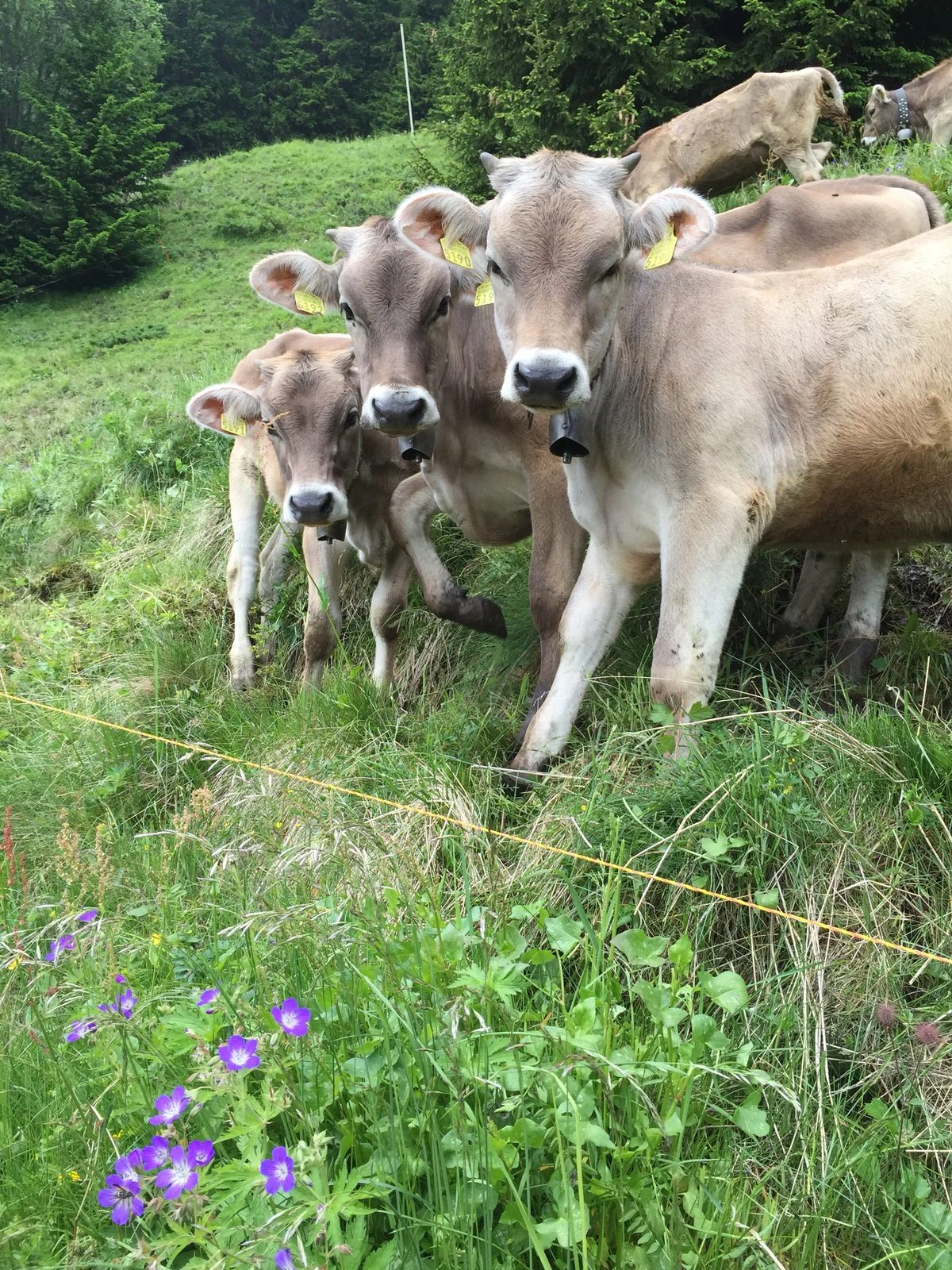 brown swiss cow