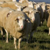east friesian milk sheep​